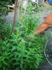 phlox1
