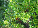 phyracantha
