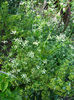 phyracantha rosie-arbust ornamental