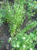 piper de gradina2