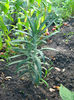 planta cartita