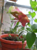 planta crevete