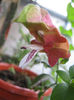 planta crevete444