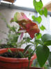 planta crevete sau belloperone
