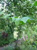 planta ornamentala urcatoare