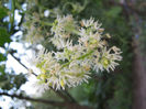 planta ornamentala urcatoare1