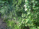 plante medicinale-cuisor-isop