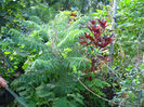 rhus typhina