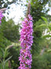 rachitan planta medicinala si ornamentala222