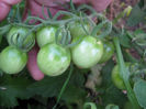 rosii passio