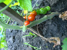 rosii passio66
