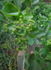 scorus negru-aronia