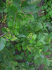 scorus negru-aronia2
