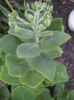 sedum