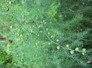 sparanghel1