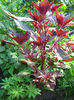 stir rosu ornamental