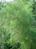 tamarax