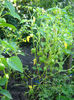 tomatillo11