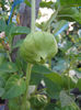 tomatillo13