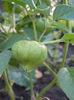 tomatillo19