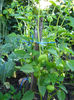 tomatillo-fructe exotice