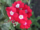 verbina2