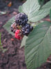 zmeur negru22
