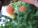 zmeur orange