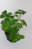 Nautilocalyx Adenosiphon
