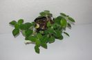 Nautilocalyx Adenosiphon
