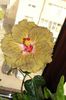 hibiscus Suntan