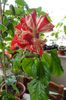 Hibiscus Baptistii