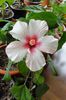 hibiscus Apple Bllosom