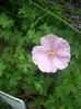 geranium sanguineum striatum