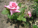 Picture 012
