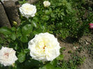 Picture 013