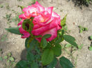 Picture 019