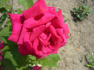 Picture 020