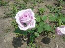 Picture 021