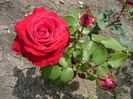 Picture 026