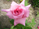 Picture 033