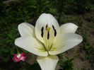 Picture 034