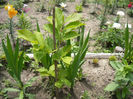 magnolie intre  gladiole