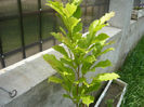 magnolie alba stelata
