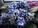 violeta