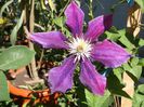 clematita