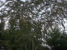 arbore de matase