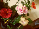 hibiscus grup