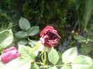 PICT0279