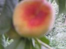 DSCF0888